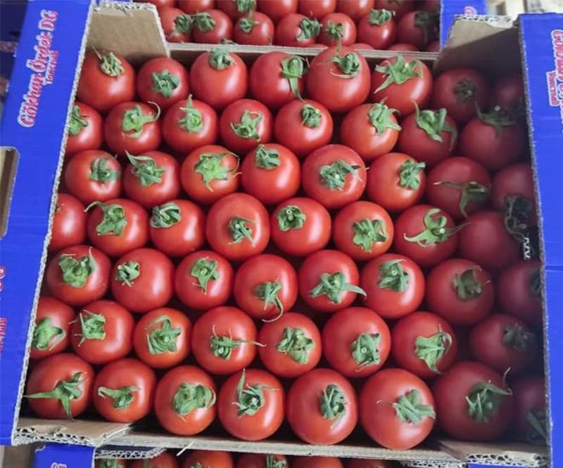 images/1700723667715cherry tomato grading line.jpg